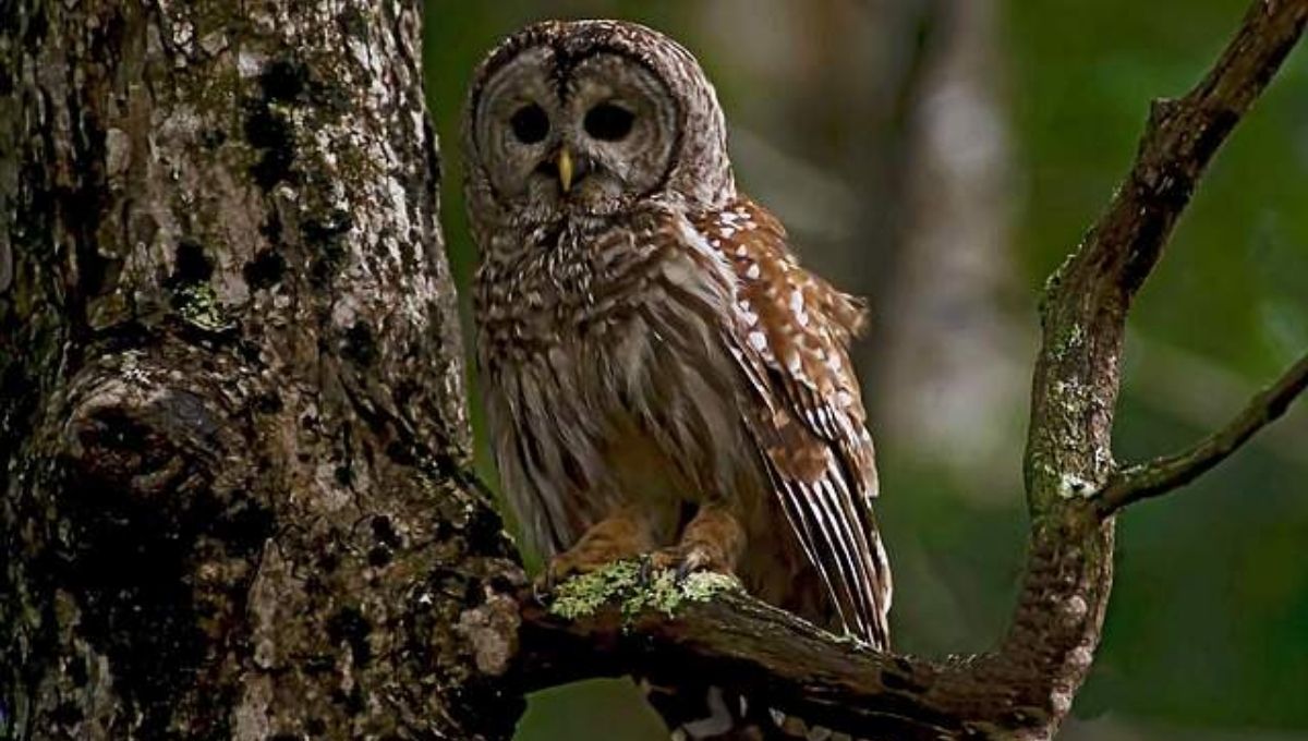Barred Owl Symbolism in Different Cultures