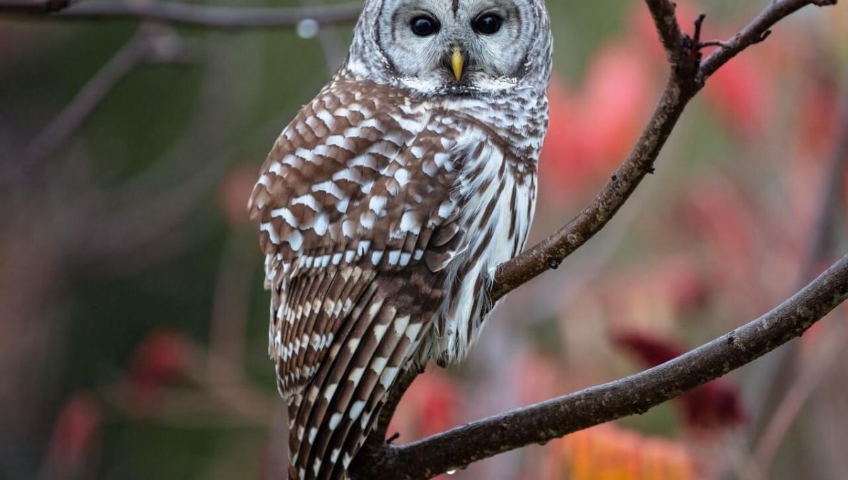 Barred Owl Symbolism