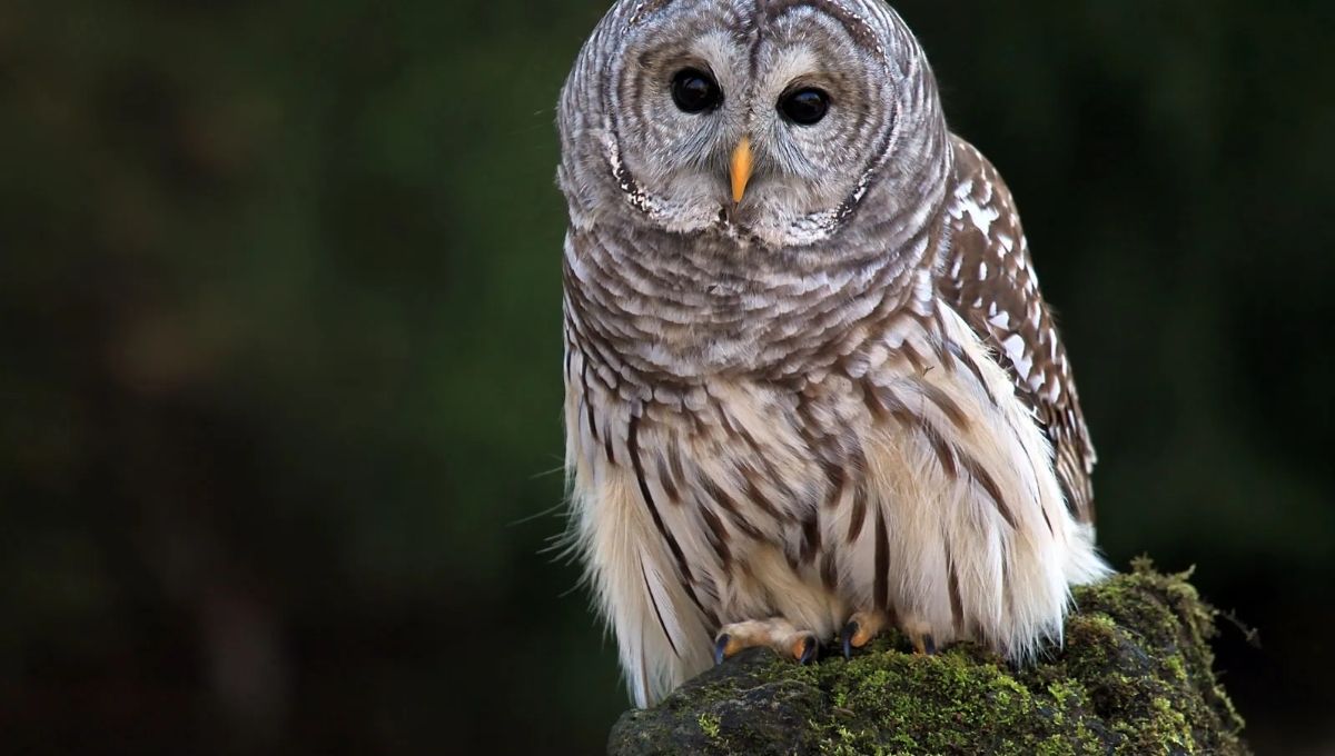 How the Barred Owl Connects You to the Spirit World