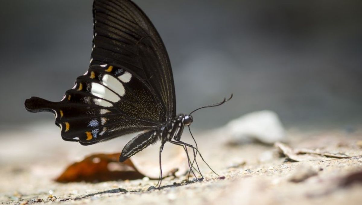 Black Butterfly: Spiritual Meaning