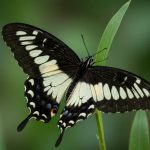 Black and White Butterfly Spiritual Meaning