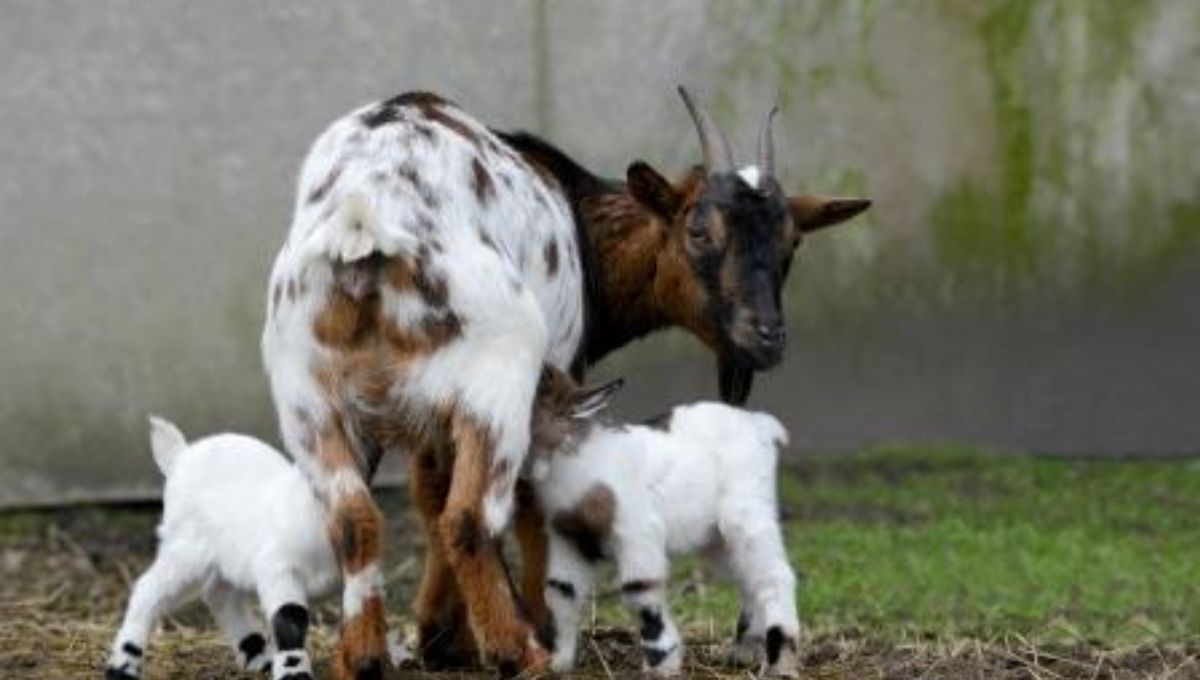 Goats and the Symbolism of Sexual Fertility