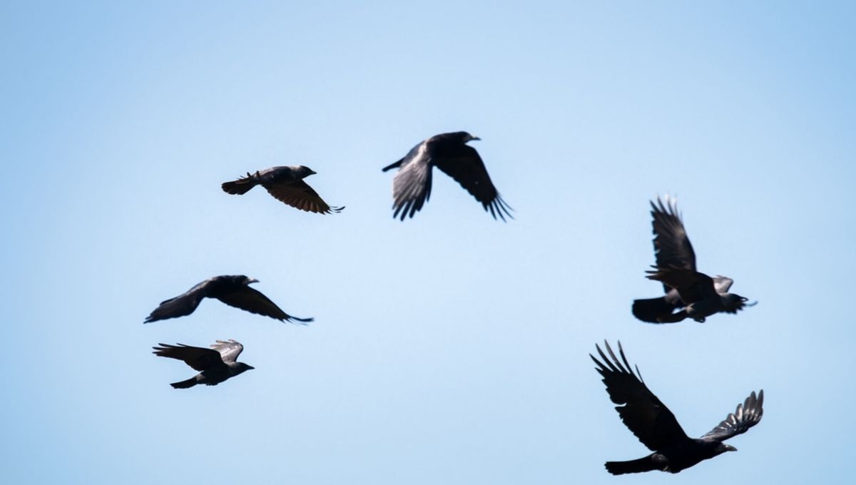 How to Understand the Message Behind Seeing Two Crows