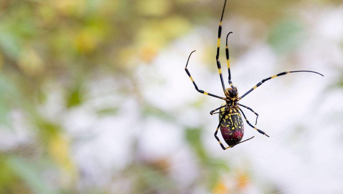 Native American Culture