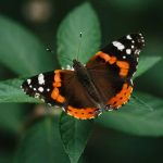 Spiritual Meaning of Orange and Black Butterflies
