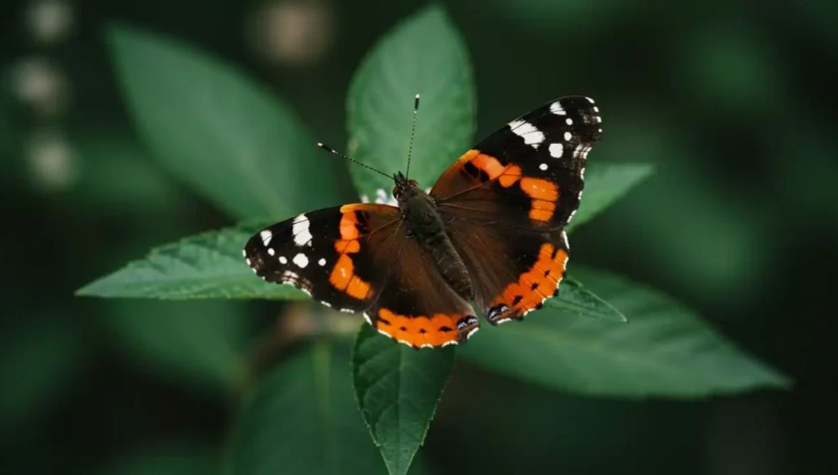 Spiritual Meaning of Orange and Black Butterflies