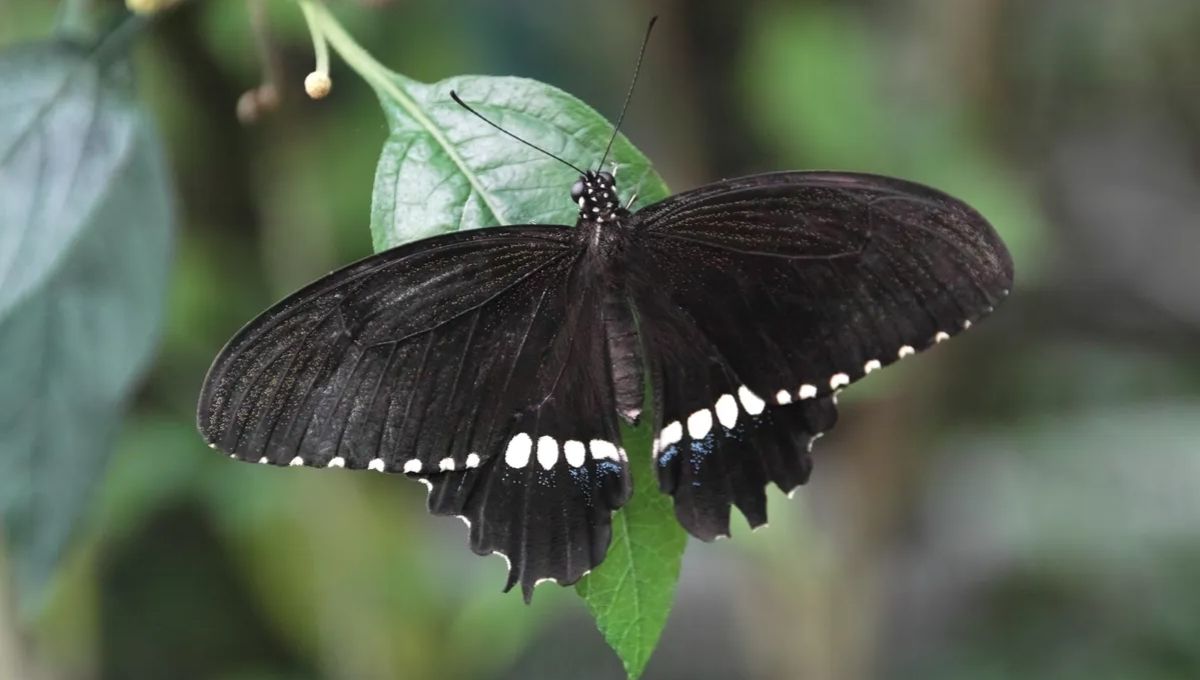 Spiritual Meanings of Black and White Butterflies