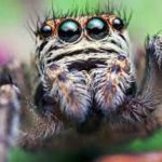 The Spiritual Meaning of Jumping Spiders: An In-Depth Guide