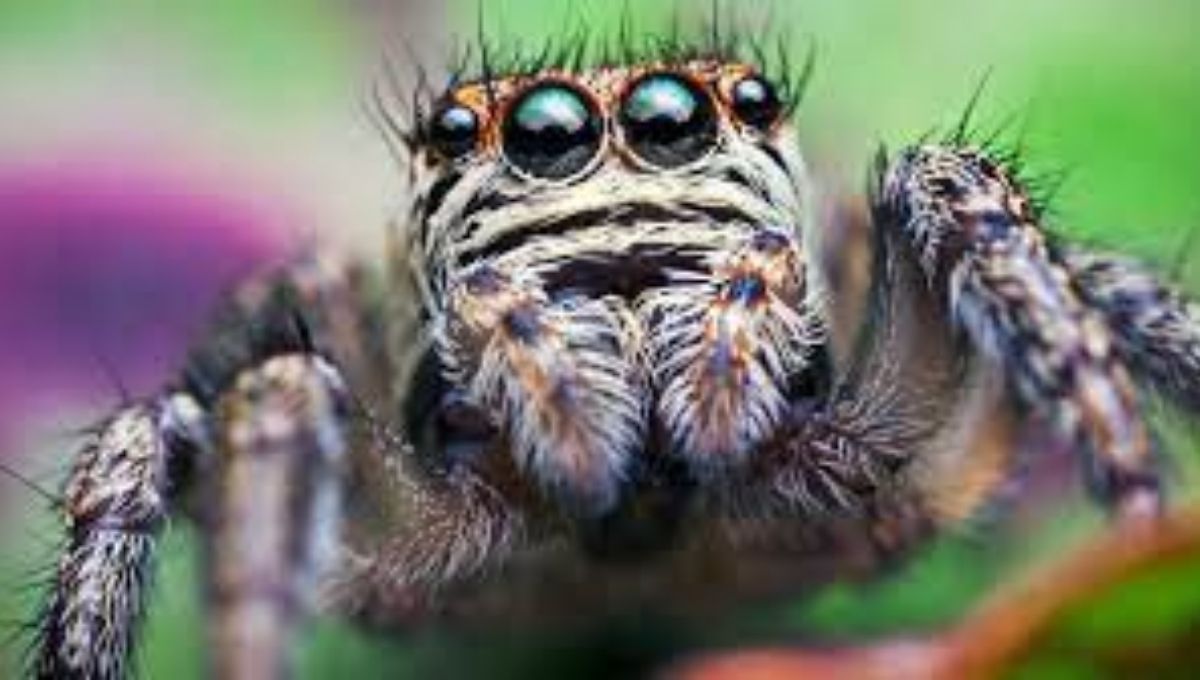 The Spiritual Meaning of Jumping Spiders: An In-Depth Guide