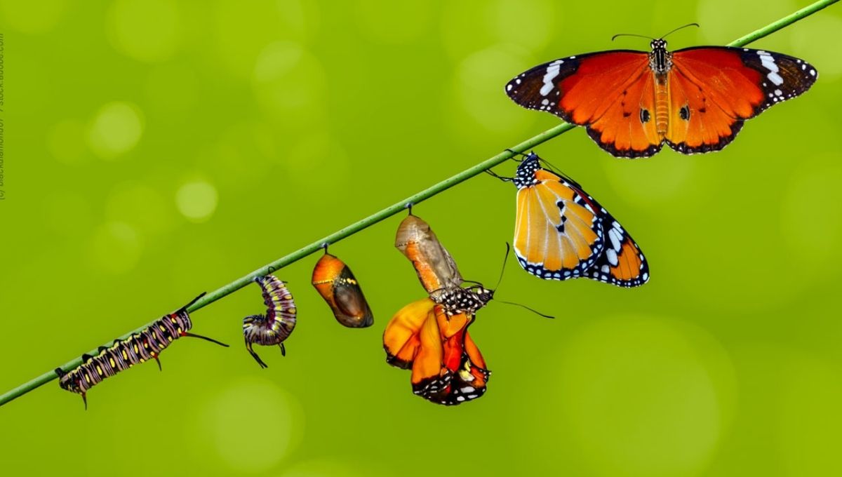 Transformation and Change