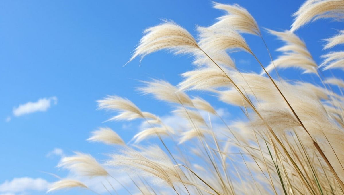 What Does Wind Represent?