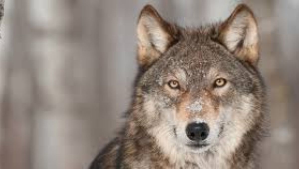 What Wolves of Different Colors Symbolize