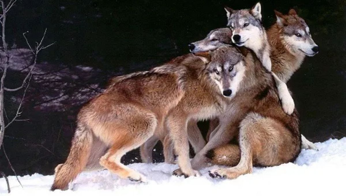 Where does the term “lone wolf” come from?