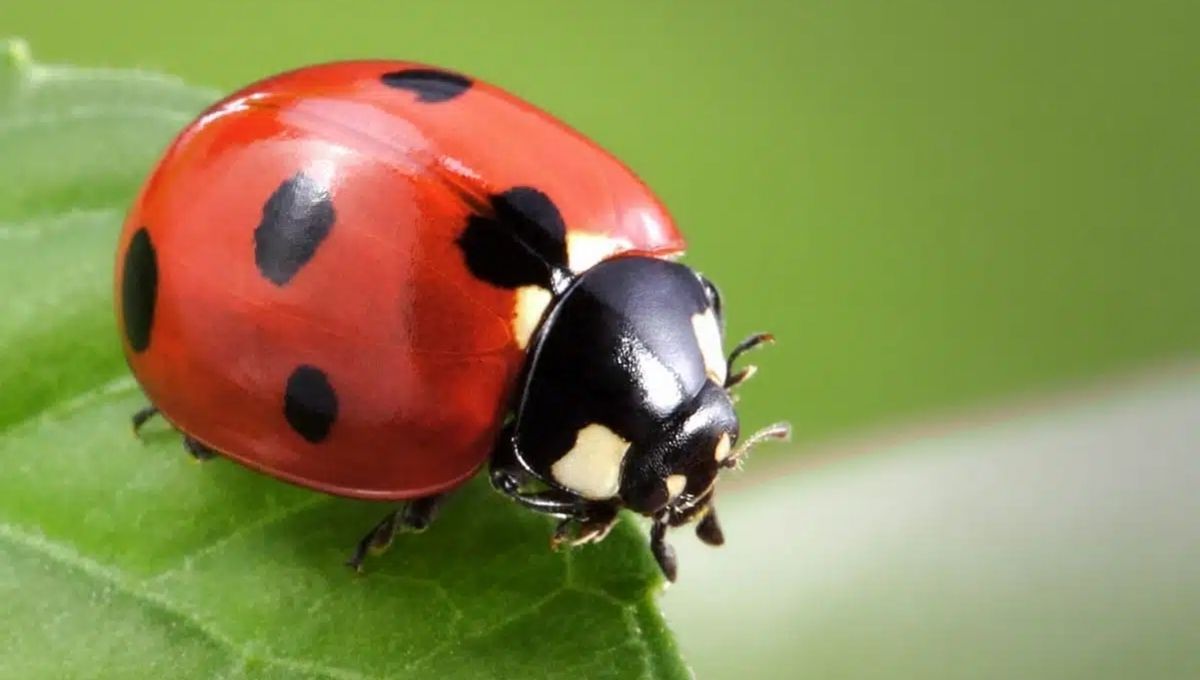 A Ladybug Infestation in Dreams