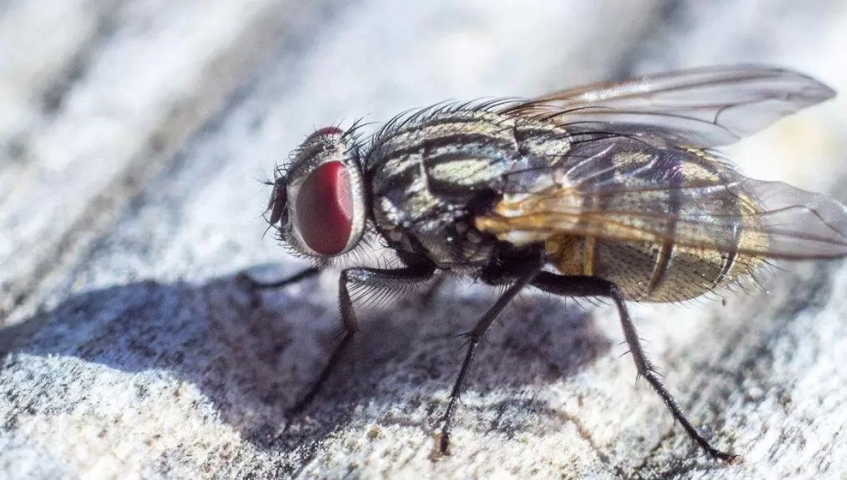 Are Dead Flies a Sign of Bad Luck or Misfortune?