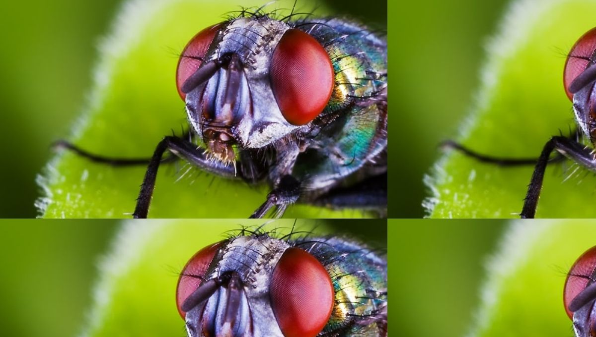 Are Dead Flies a Sign of Negative Energy or Spiritual Dirt?