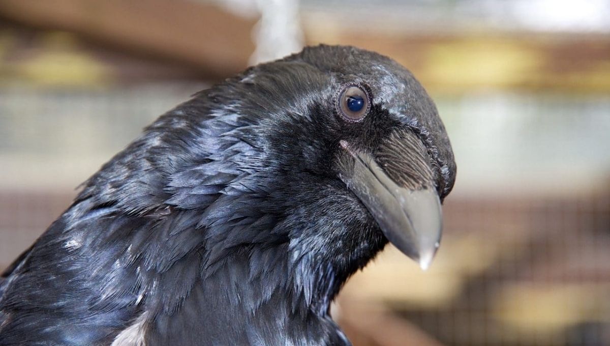 Are Four Crows a Sign of Financial Stability?