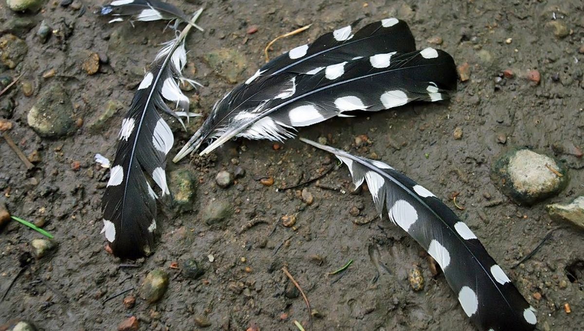 Black Feather with White Spots Meaning