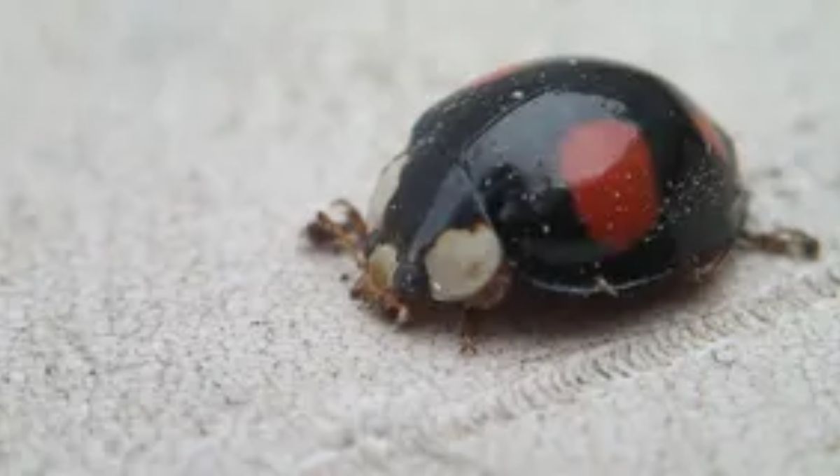 Black Ladybugs in Dreams
