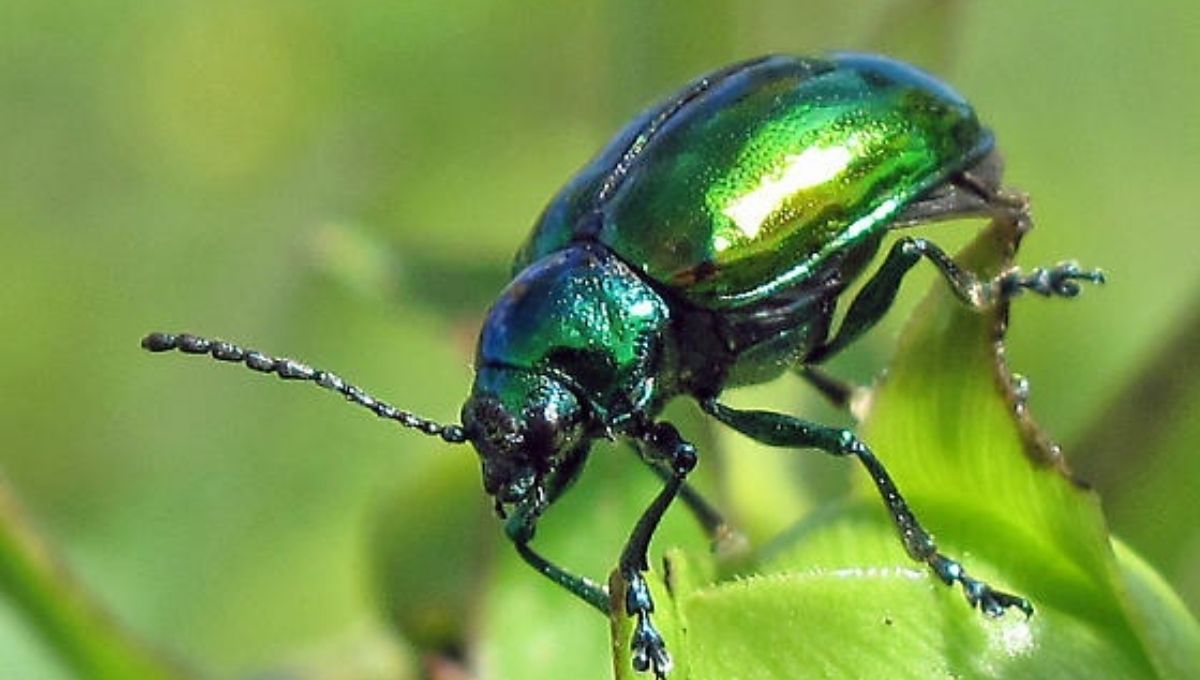 Common Beetles and What They Spiritually Represent