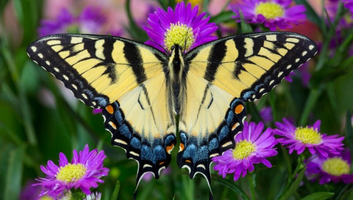 Connecting with Tiger Swallowtail Energy Through Nature and Gardening