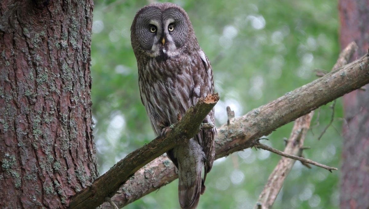 Connection to the Afterlife or Beyond