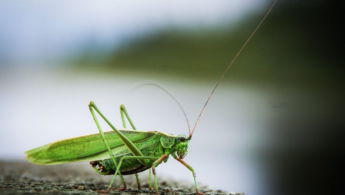 Cricket Tattoo Meaning