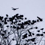 Crows Gathering in Large Numbers: A Spiritual Significance Guide