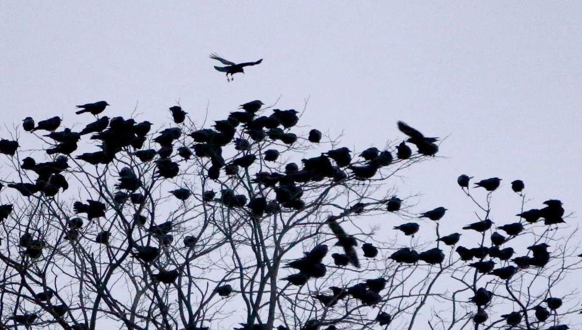 Crows Gathering in Large Numbers: A Spiritual Significance Guide