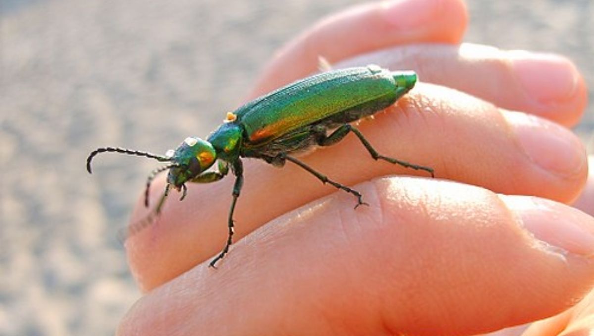 Cultural Symbolism of the Green Beetle Around the World