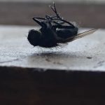 Dead Flies in House: Spiritual Meaning & Interpretation