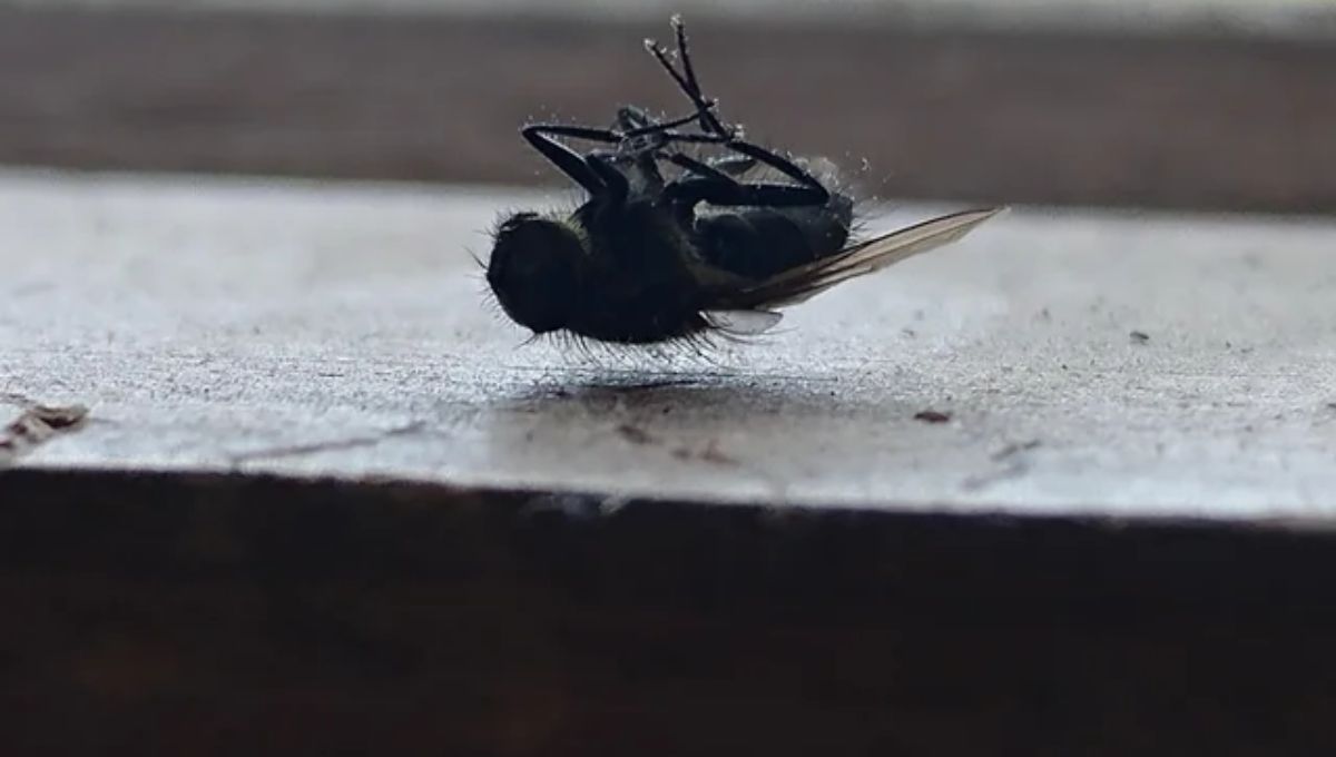 Dead Flies in House: Spiritual Meaning & Interpretation