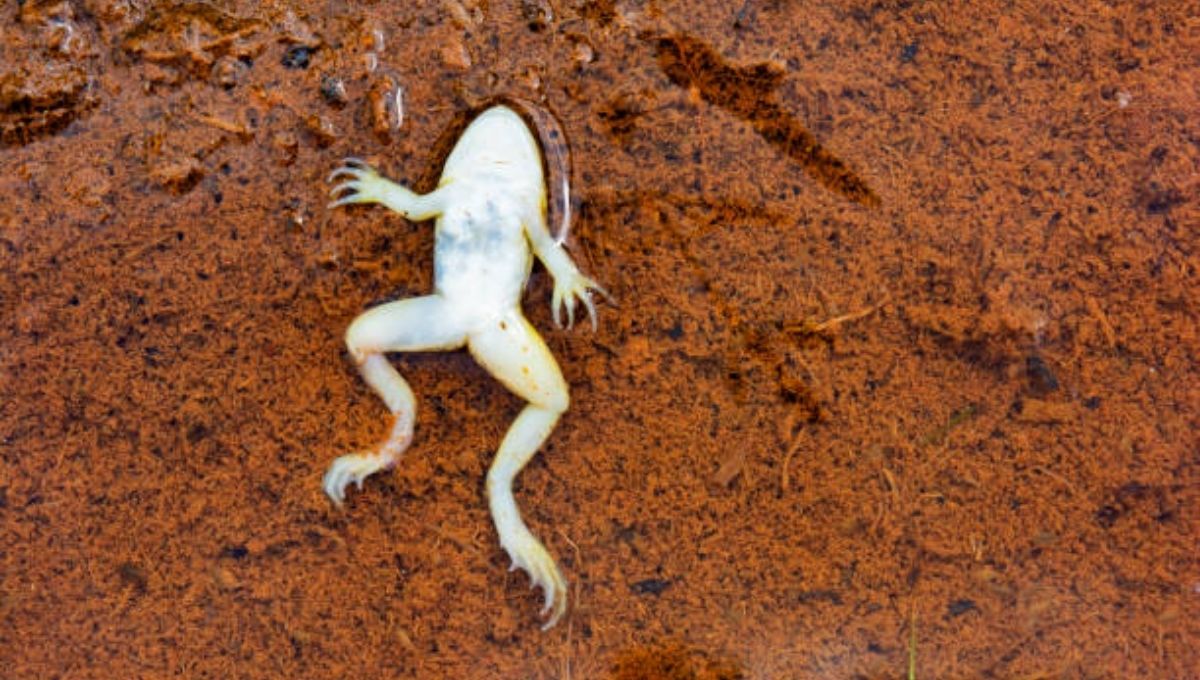 Dead Frog Spiritual Messages