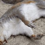 Dead Squirrel in Yard: A Spiritual Meaning Guide