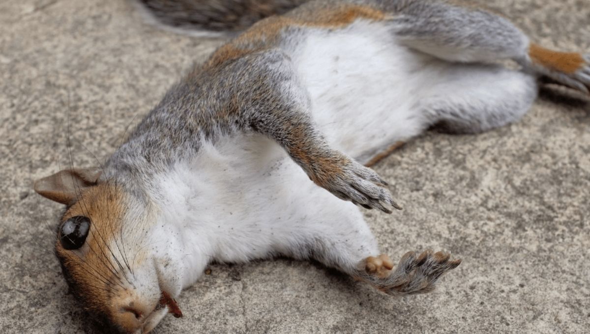 Dead Squirrel in Yard: A Spiritual Meaning Guide