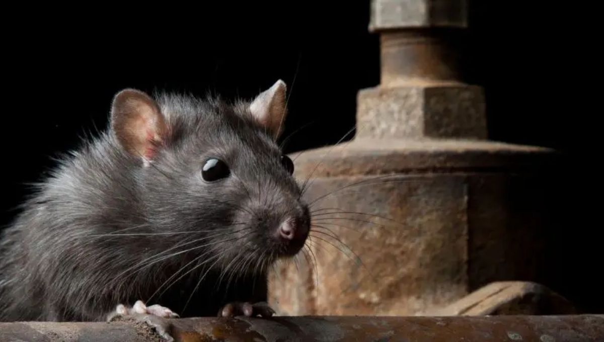 Different Types of Rat Dreams and Their Meanings