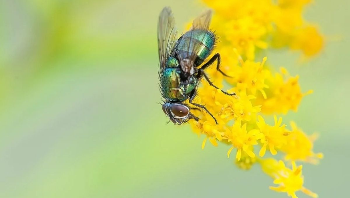 Do Flies Symbolize Change? Here’s the Spiritual Meaning
