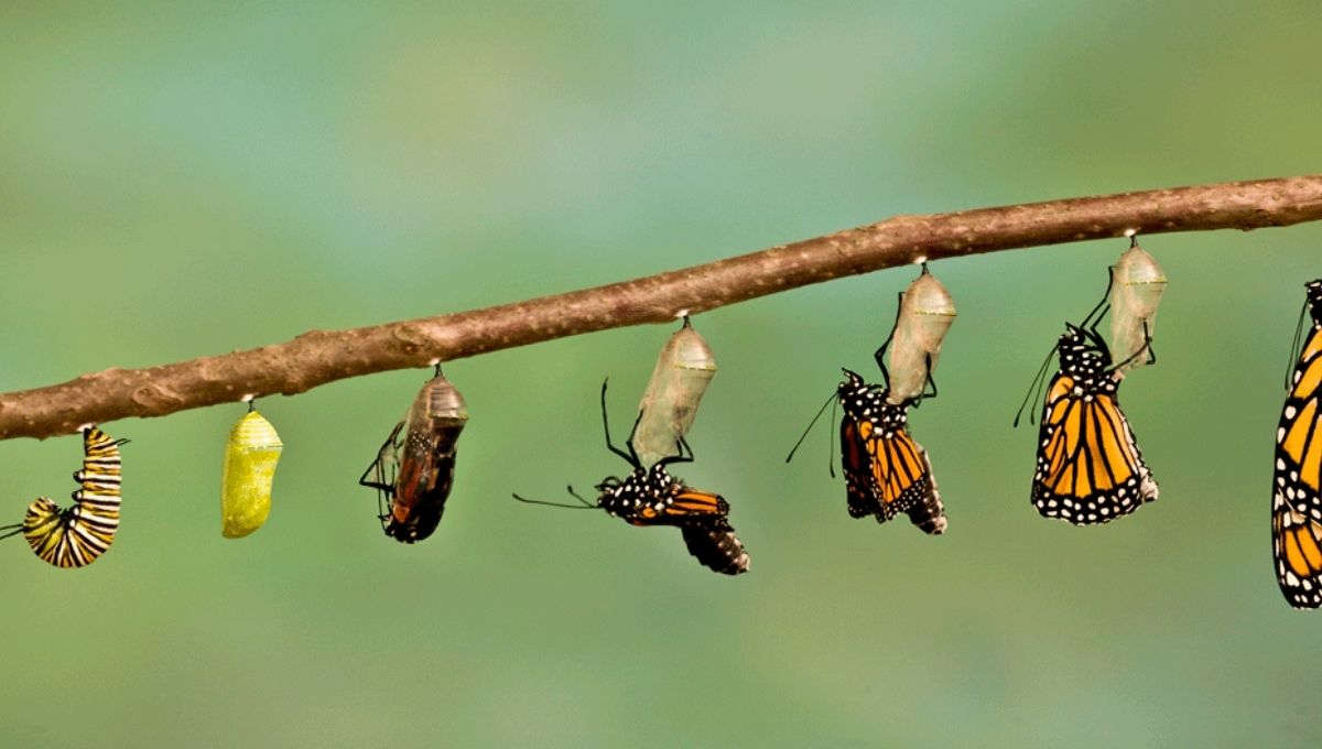 Embracing Change and the Cycle of Life