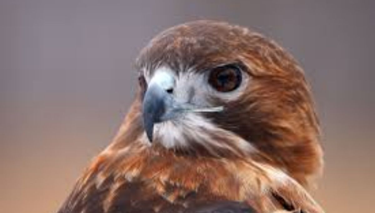 Enhanced Intuition and Perception