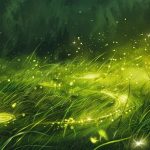 Fairy Rings in Grass: Unveiling Their Mystical Spiritual Meaning