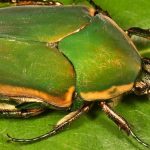 Green June Beetle Spiritual Meaning