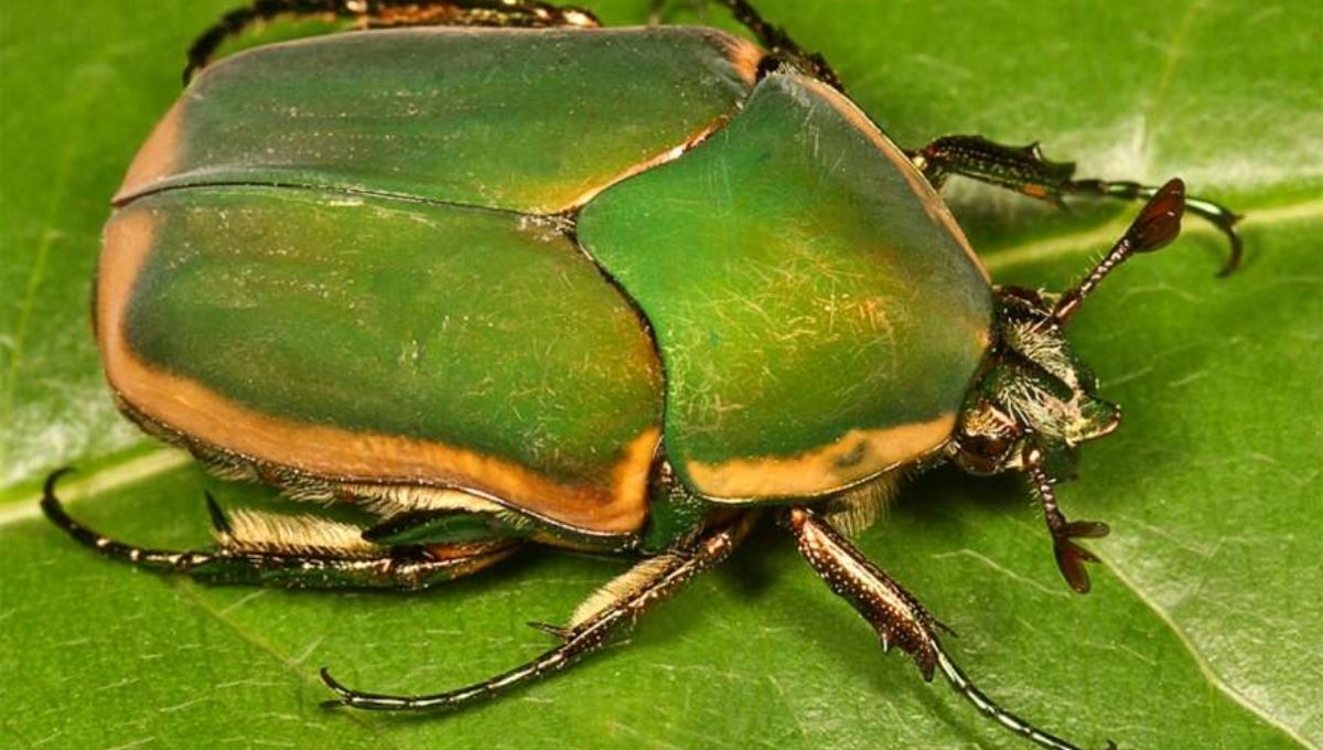 Green June Beetle Spiritual Meaning