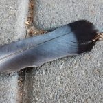 Grey and Black Feather Meaning: What It Really Means Spiritually
