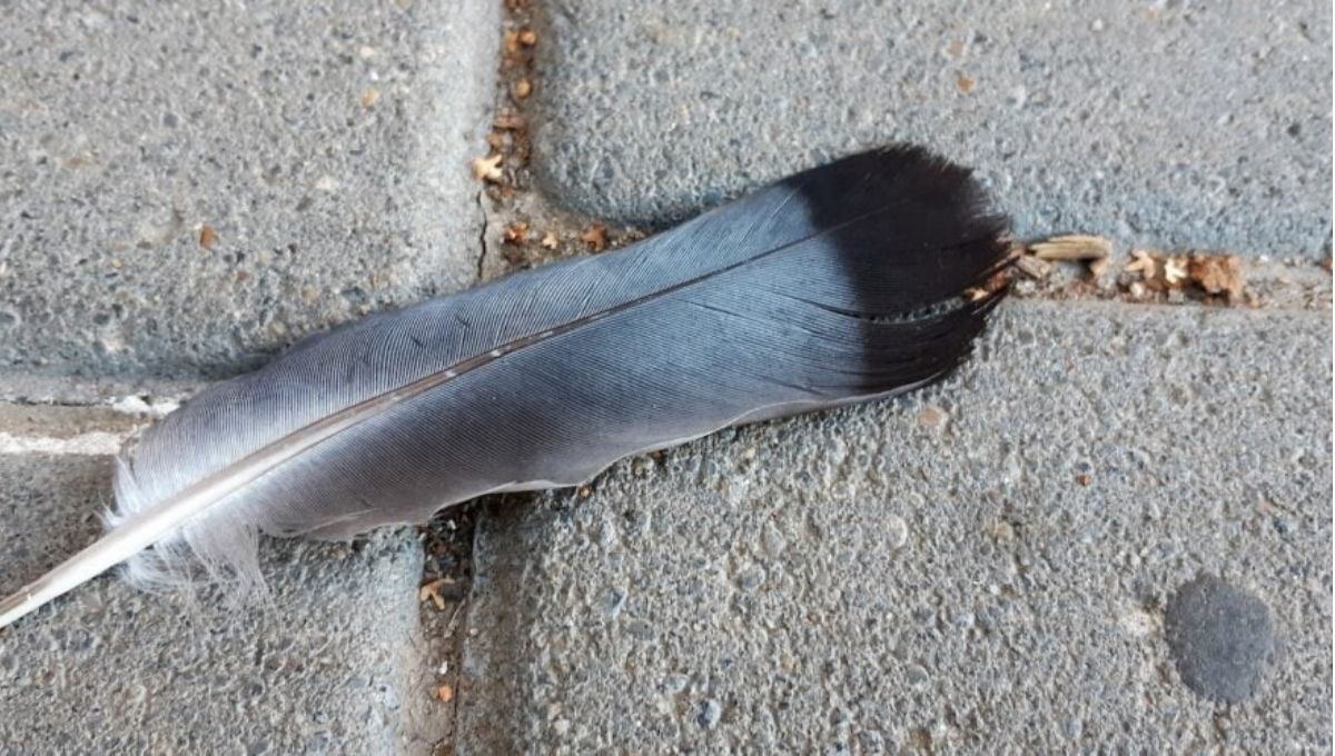Grey and Black Feather Meaning: What It Really Means Spiritually