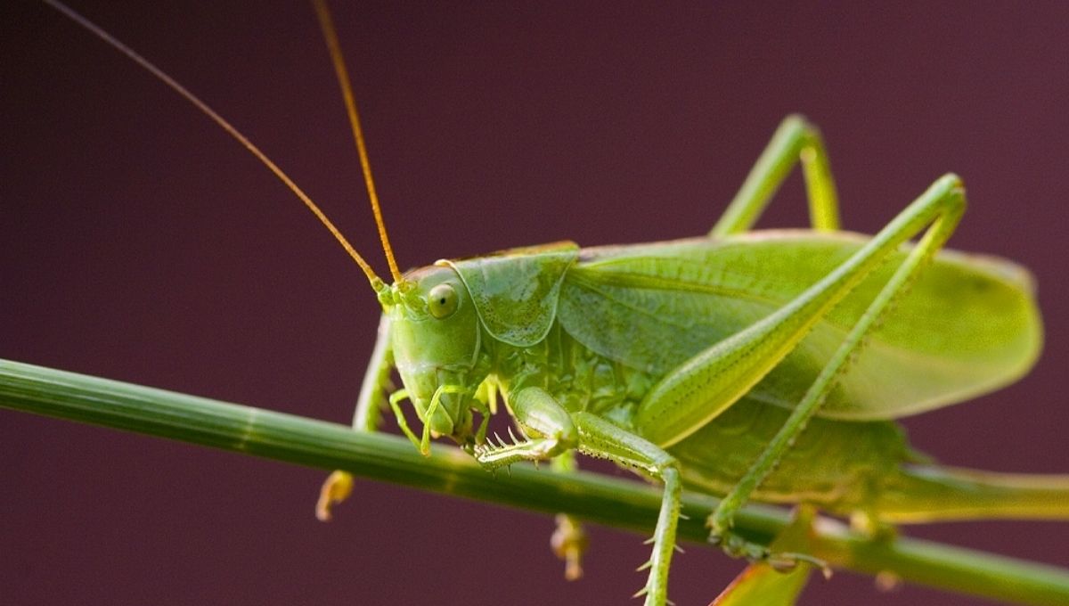 Hearing Crickets as a Sign of Good Luck