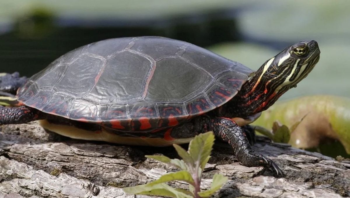 How Turtle Sightings Reflect Your Spiritual Awakening