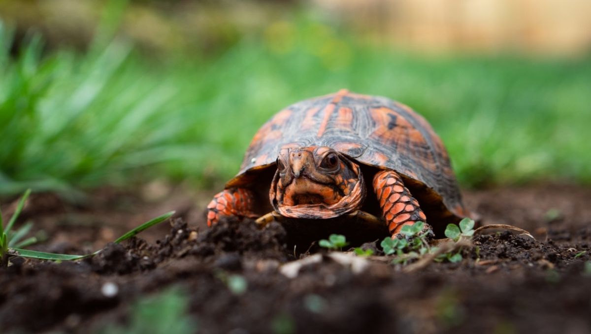 How Turtles Teach Us Patience and Perseverance