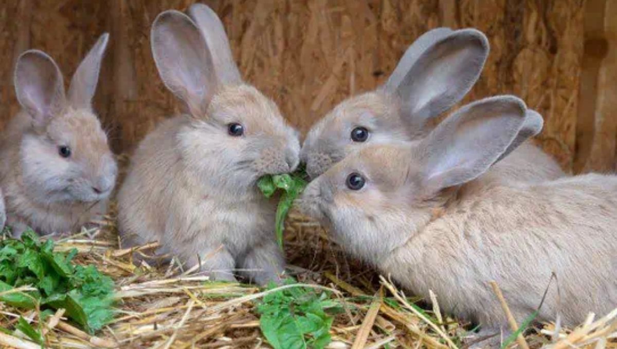 How Two Rabbits Symbolize Change and Flexibility