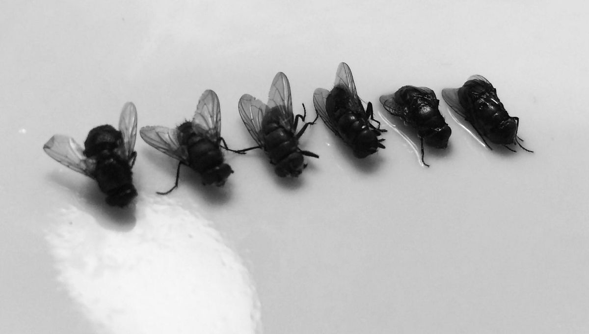 How to Interpret Dead Flies in Your Home