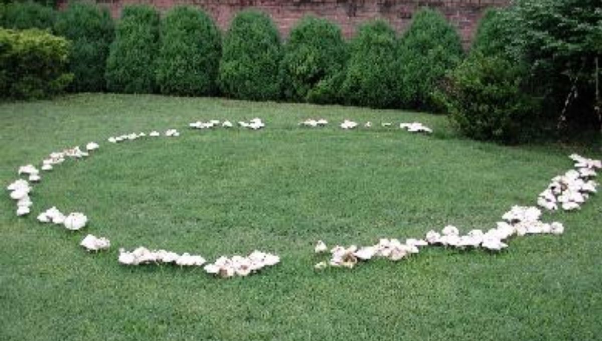 How to Respect and Approach a Fairy Ring